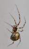 Lepthyphantes minutus